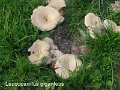 Leucopaxillus giganteus-amf1243